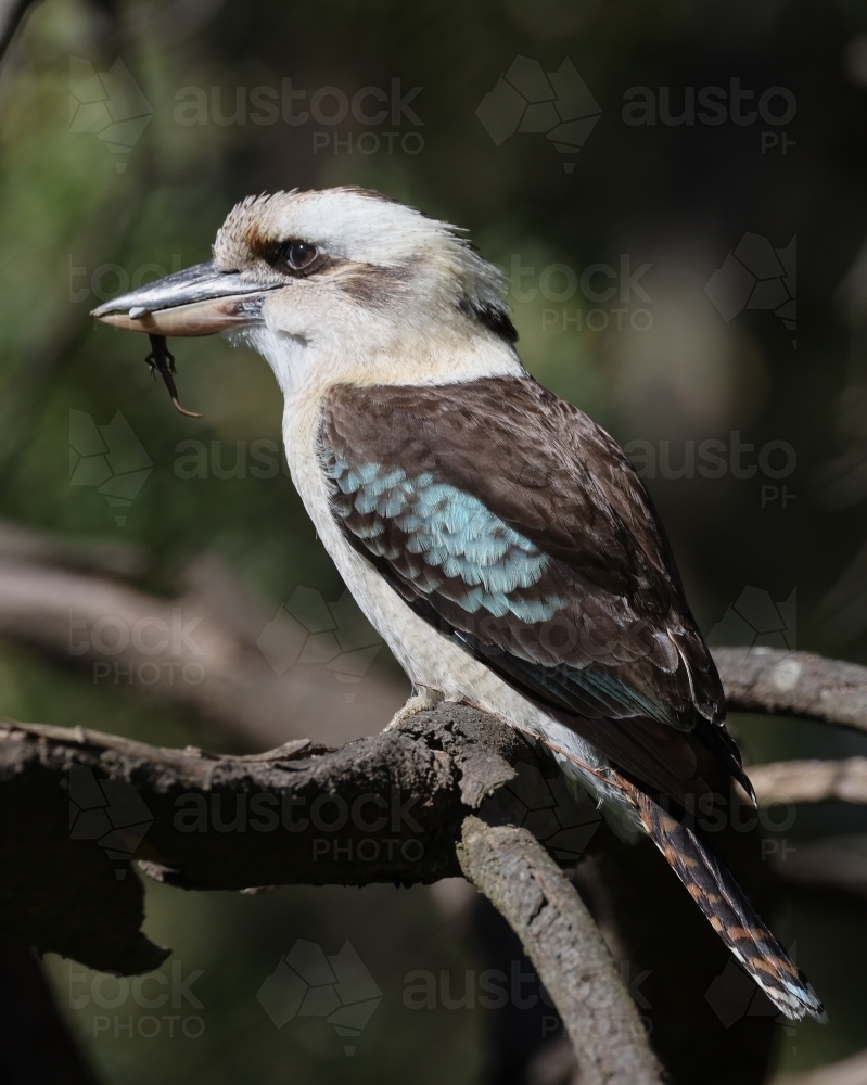 Kookaburra Holding a Lizard in its Beak - Australian Stock Image