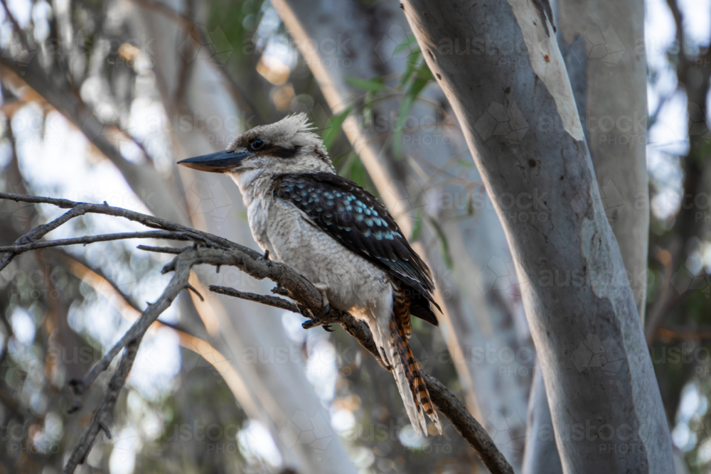 Kookaburra in a gumtree, sitting on a branch - Australian Stock Image