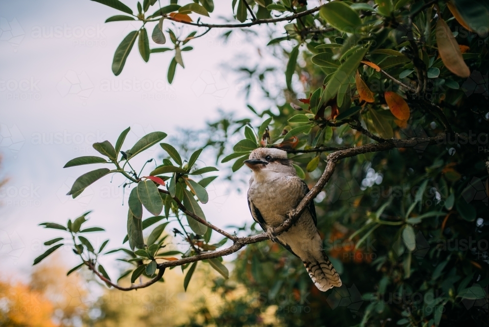 Kookaburra in tree - Australian Stock Image