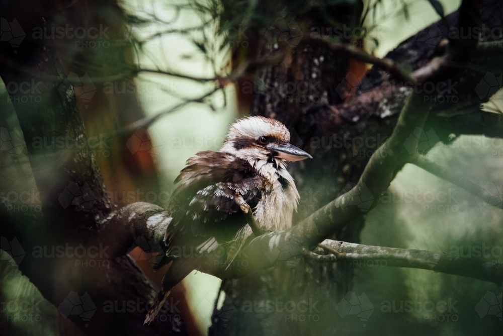 Kookaburra in tree - Australian Stock Image