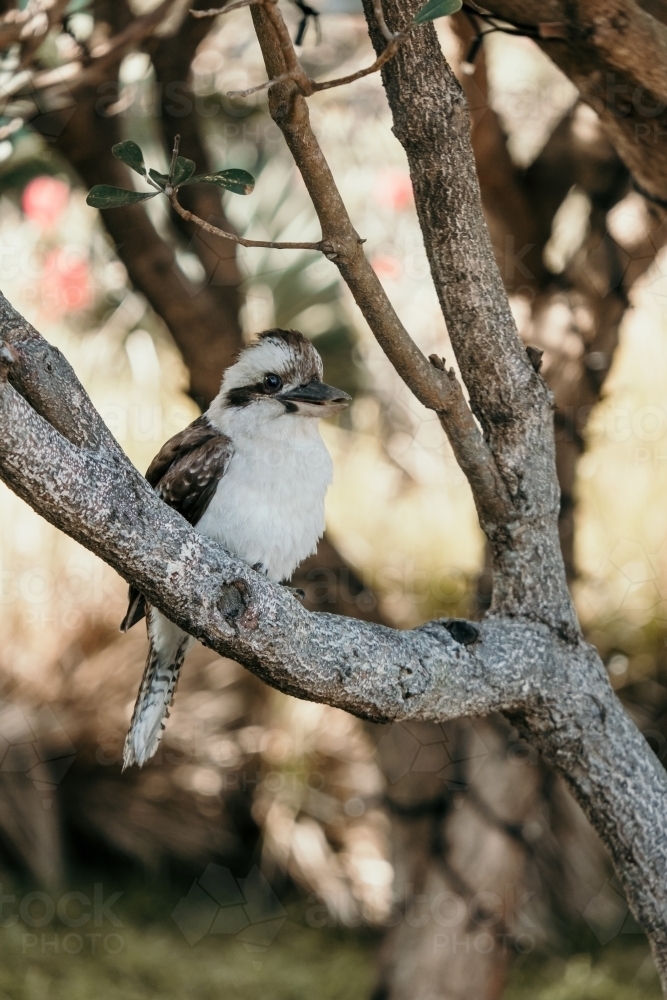 Kookaburra in Tree - Australian Stock Image