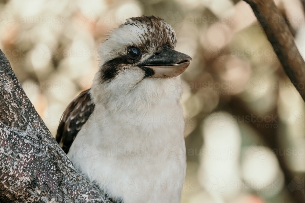 Kookaburra in Tree looking past Camera - Australian Stock Image