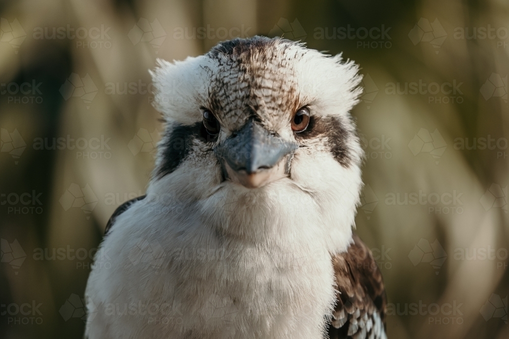 Kookaburra looking at Camera - Australian Stock Image