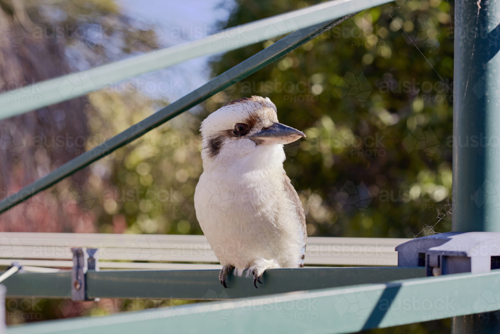 Kookaburra perched on backyard hills hoist washing line - Australian Stock Image