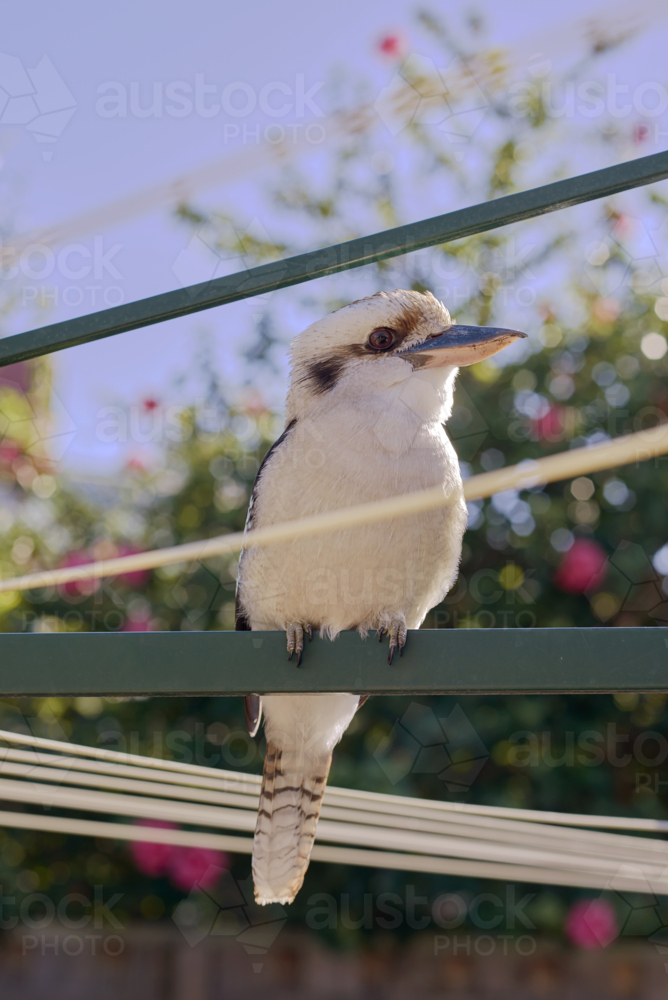 Kookaburra perched on backyard washing line - Australian Stock Image