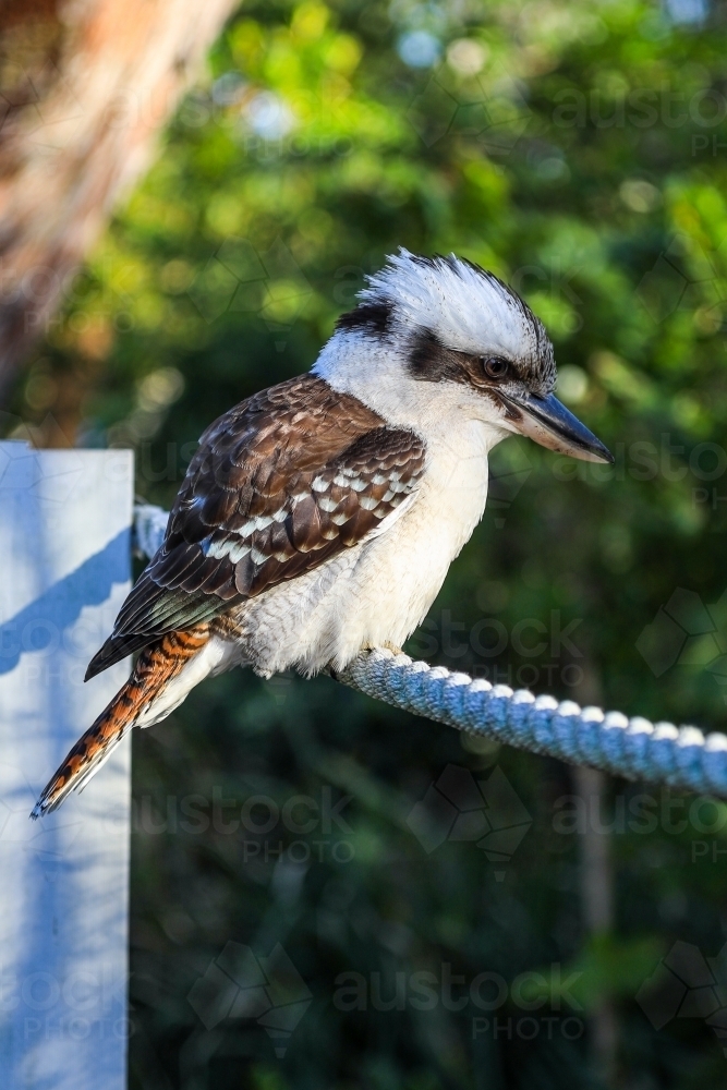 Kookaburra perched on rope - Australian Stock Image