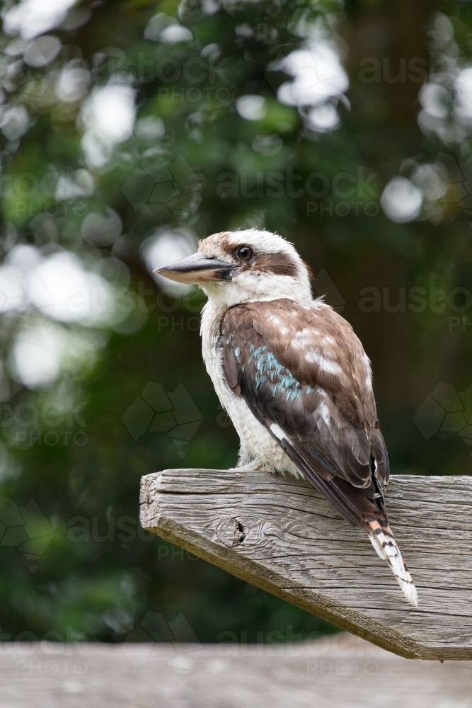 Kookaburra perched on wooden beam looking for food - Australian Stock Image