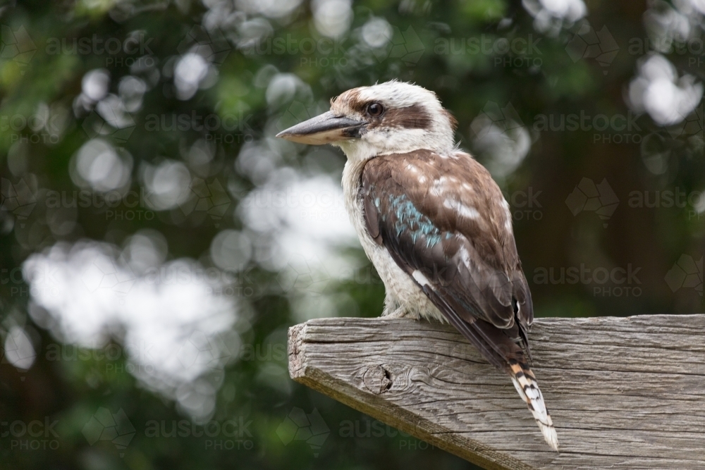 Kookaburra perched on wooden beam looking for food - Australian Stock Image