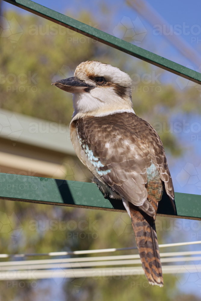 Kookaburra resting on backyard hills hoist washing line - Australian Stock Image