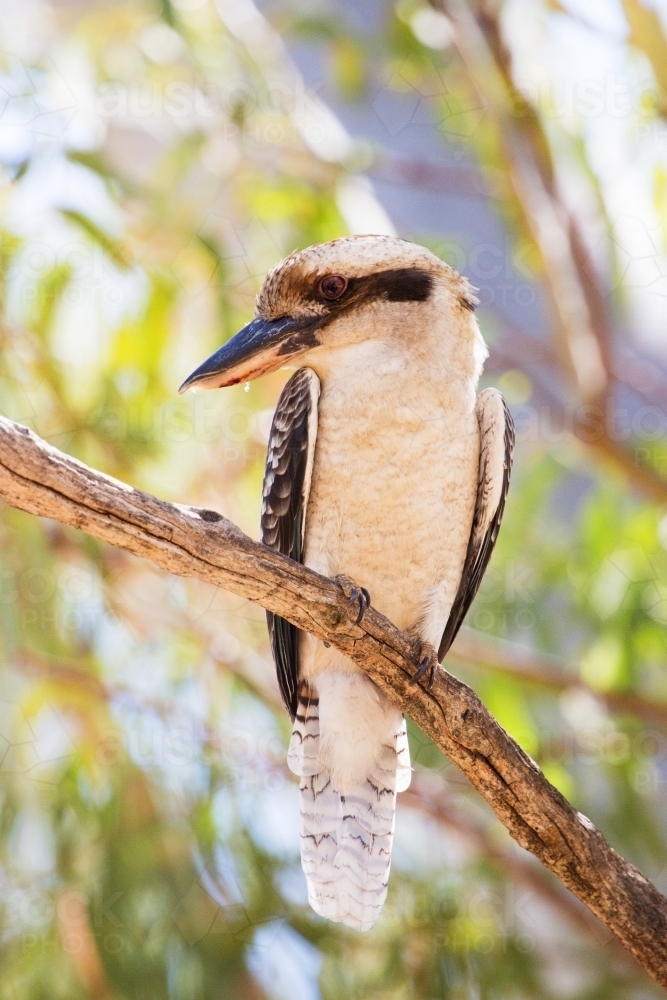 Kookaburra sitting in tree with head in profile - Australian Stock Image