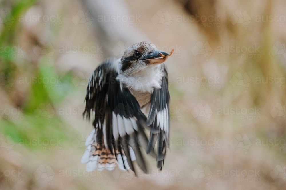 Kookaburra with worm - Australian Stock Image