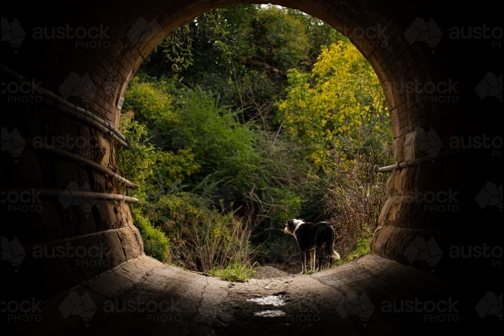 Koolie Australian working herding dog or German Coolie standing at entrance to tunnel - Australian Stock Image