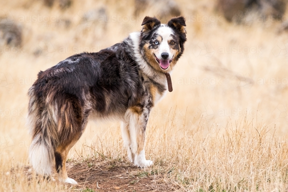 Koolie working dog standing on farm land with dry grass - Australian Stock Image