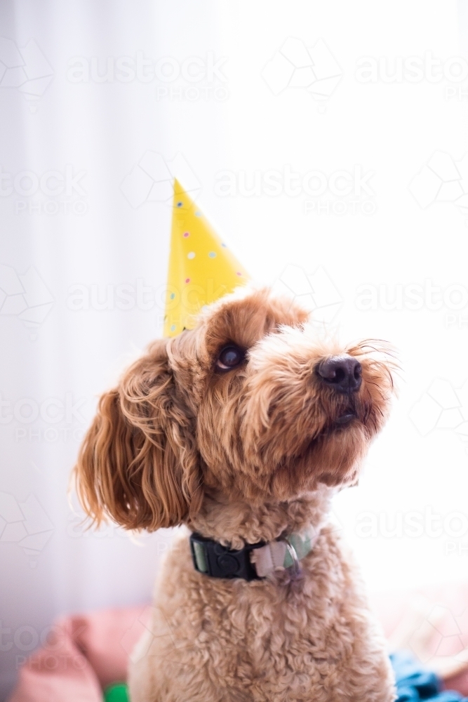 labradoodle in a party hat - Australian Stock Image