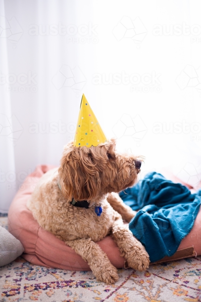 labradoodle in a party hat lying in her bed and looking to the side - Australian Stock Image