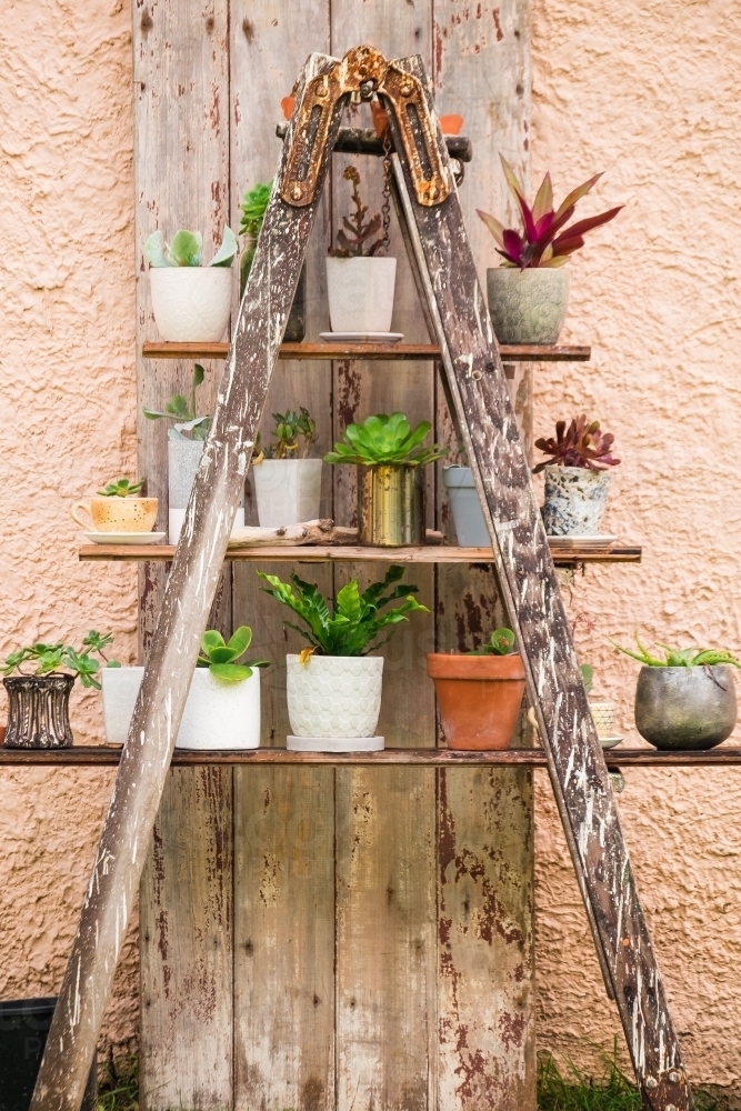 Ladder pot plant stand with pots. - Australian Stock Image