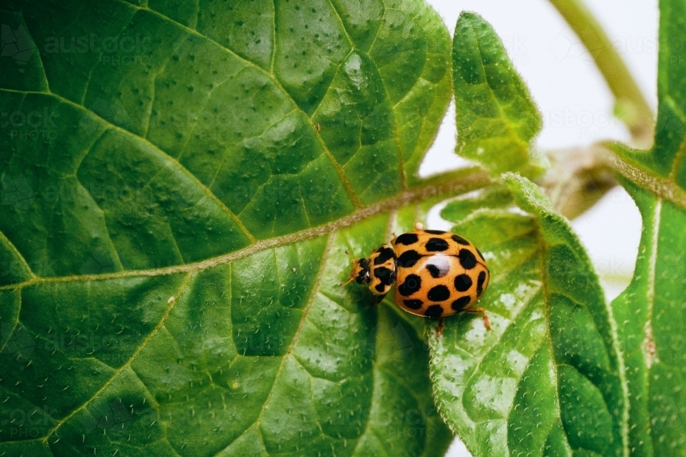 Ladybird from Above - Australian Stock Image