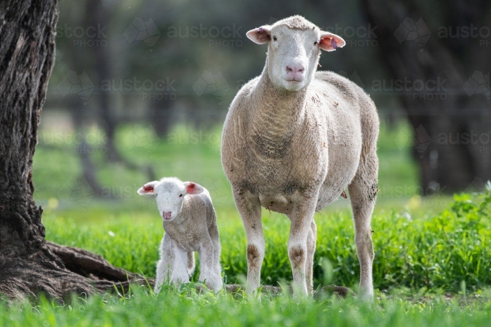 Lamb and sheep standing next to each other on a green pastured farm. - Australian Stock Image