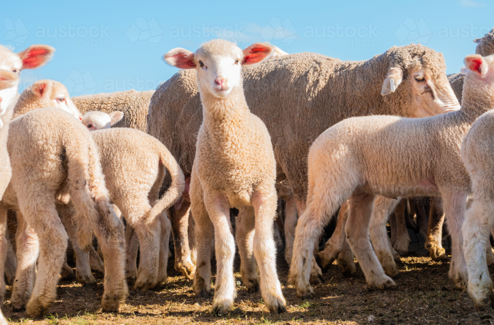 Lamb looking at camera surrounded by sheep & other lambs - Australian Stock Image