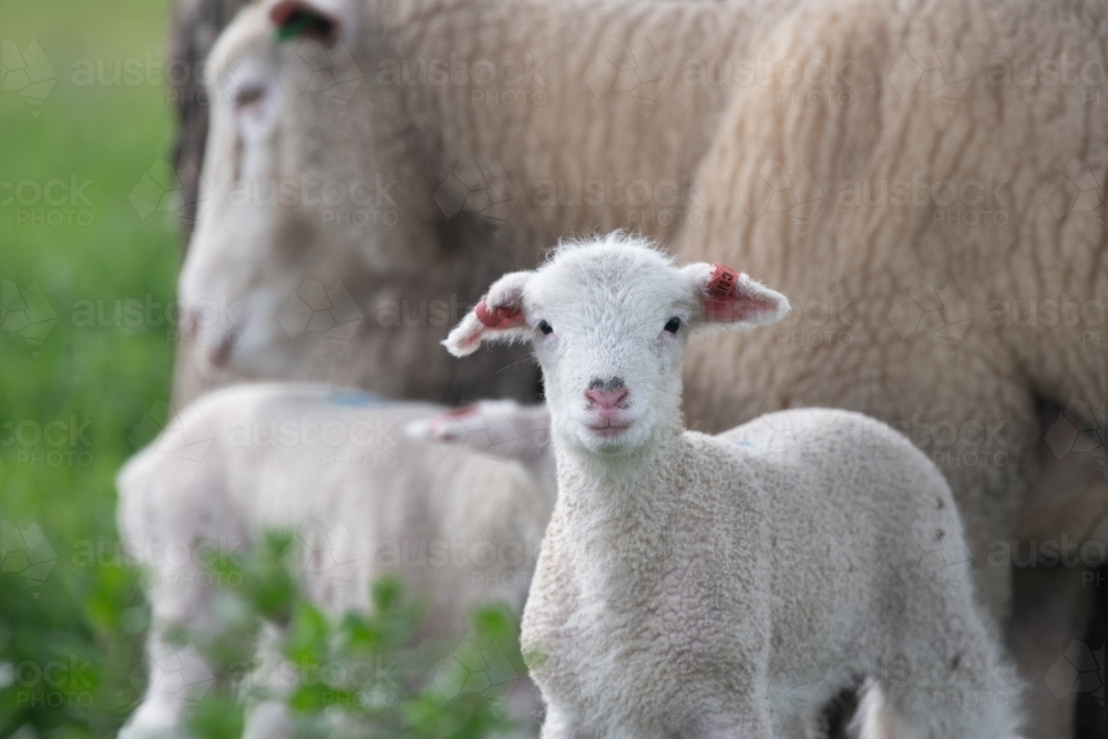 Lamb with sheep in background. - Australian Stock Image