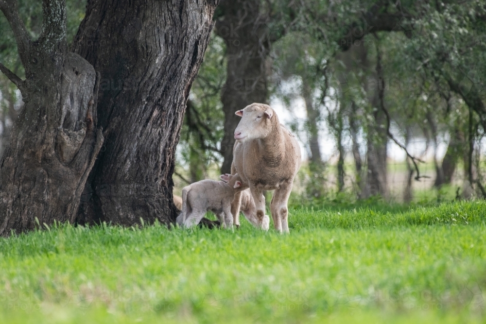 Lambs and sheep together on a green pastured farm. - Australian Stock Image