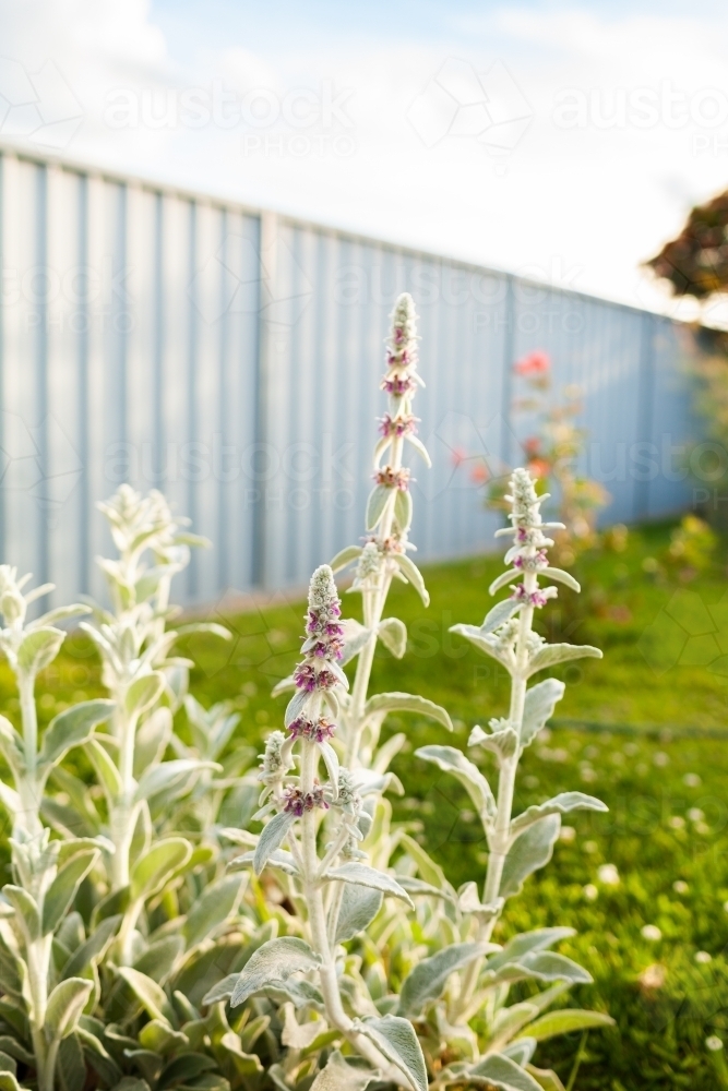 lambs ears plant flowering in backyard garden - Australian Stock Image