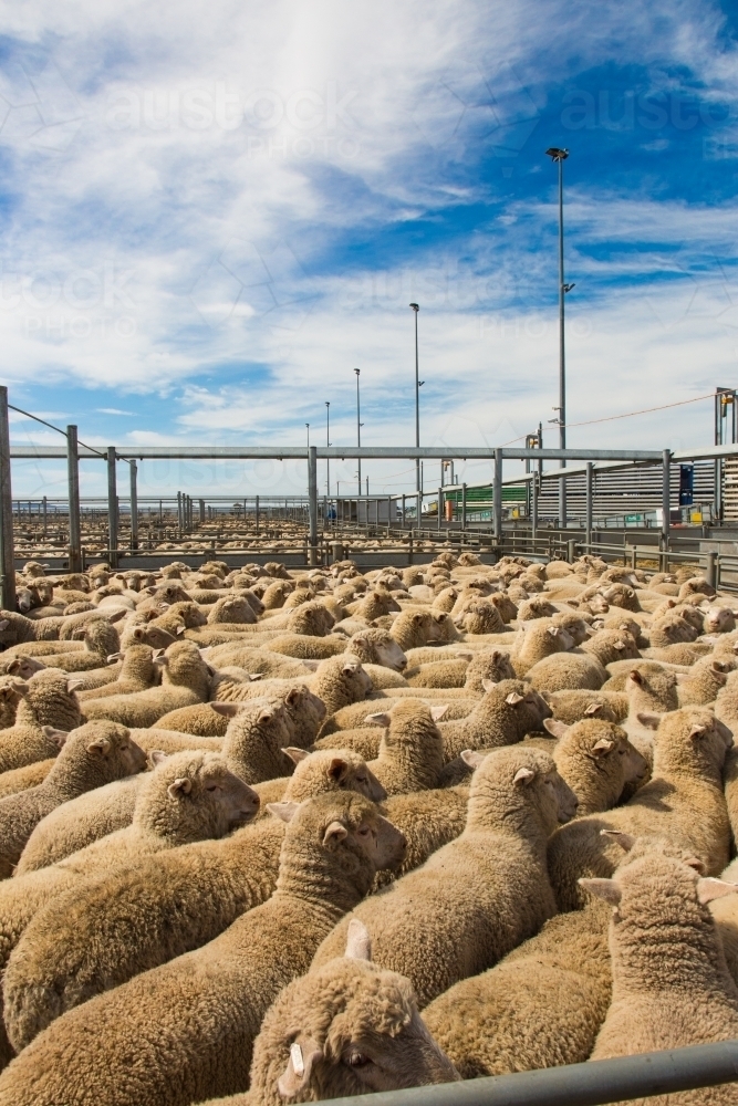 Lambs in a saleyard pen at a livestock auction at forbes - Australian Stock Image