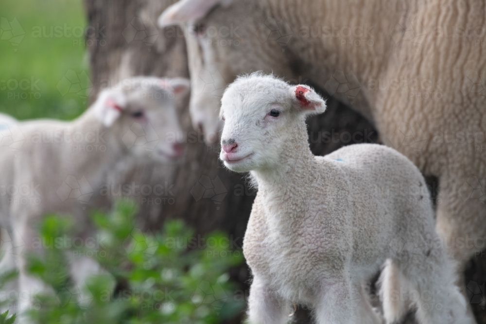 Lambs with sheep in the background on a green pastured farm. - Australian Stock Image