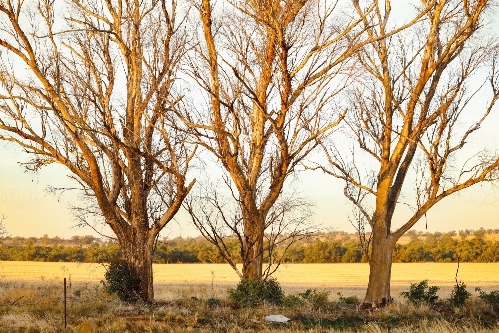 Landscape image of three bare trees in warm sun. Late afternoon in the countryside. - Australian Stock Image