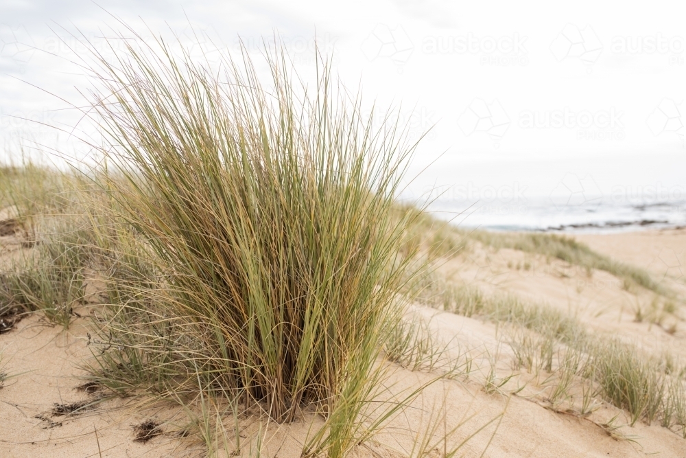 landscape of a beach with ammophila beach grass as the main subject - Australian Stock Image