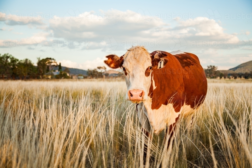 Landscape photo of breeding beef cow in long grass at farm paddock - Australian Stock Image