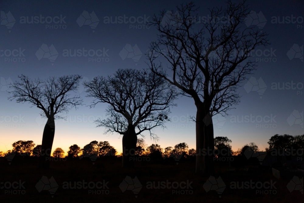 landscape shot of three tall Boab trees at sunset - Australian Stock Image