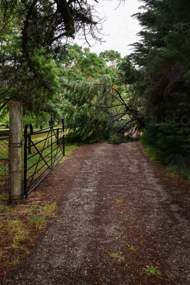 image-of-large-branch-of-pine-tree-over-driveway-austockphoto