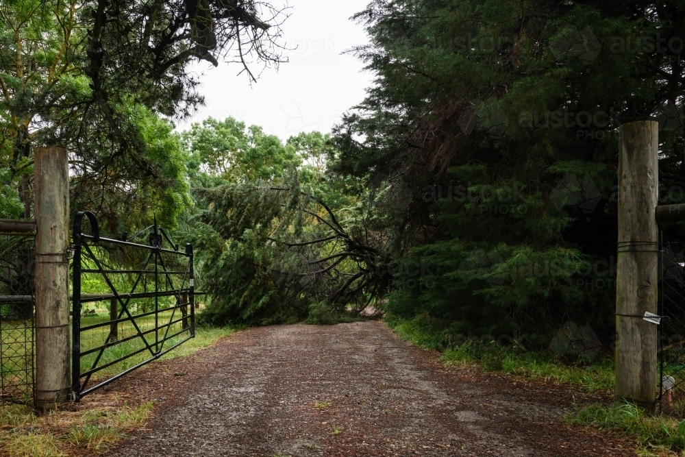 large branch of pine tree over driveway - Australian Stock Image