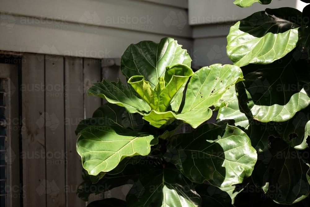 Large fiddle leaf fig house plant in dappled afternoon light - Australian Stock Image