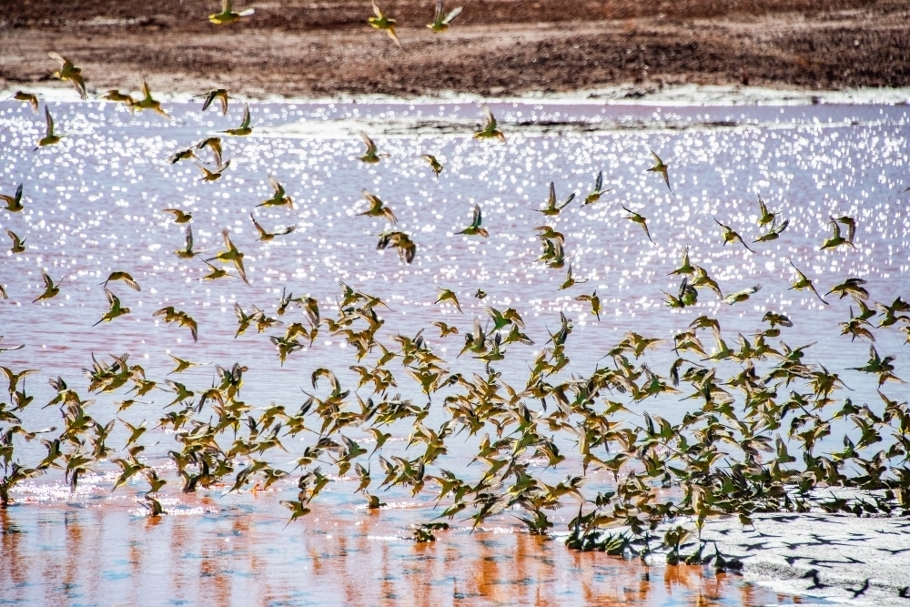 Large flock of wild green budgerigars drinking water. - Australian Stock Image