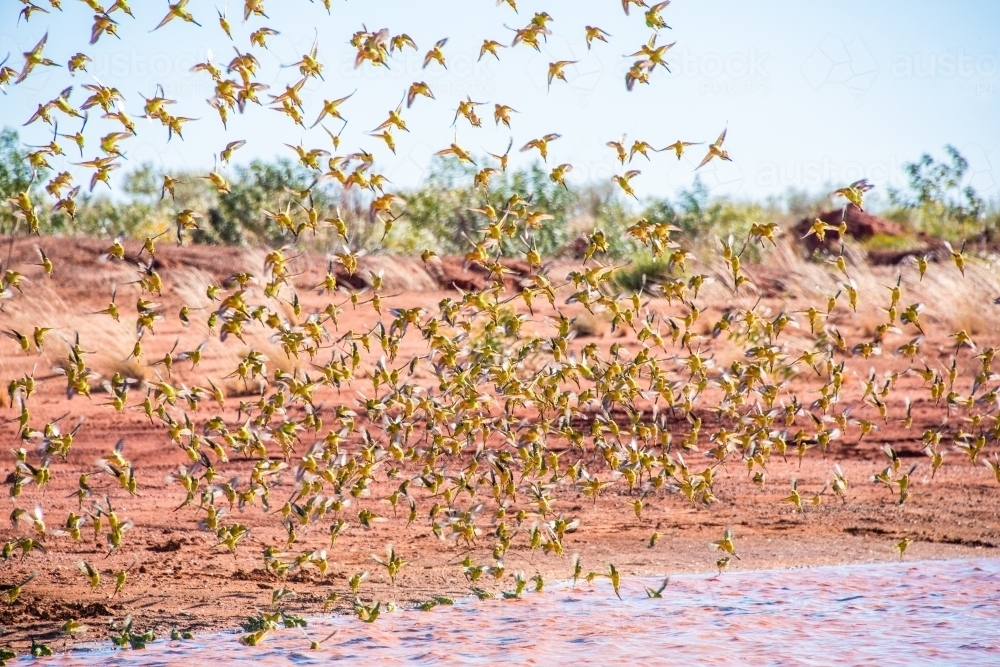 Large flock of wild green budgerigars in the red outback by the waterhole - Australian Stock Image