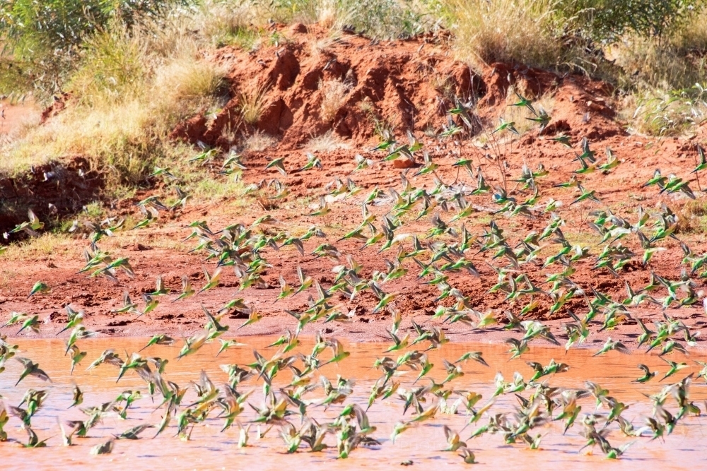 Large flock of wild green budgerigars in the red outback drinking water - Australian Stock Image