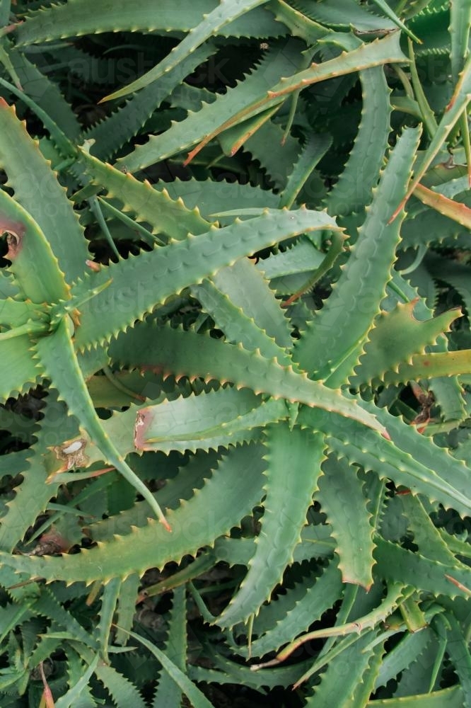 Image of Large green aloe vera succulent plants Austockphoto