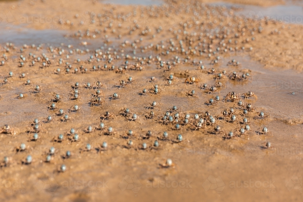 large group of soldier crabs marching together - Australian Stock Image