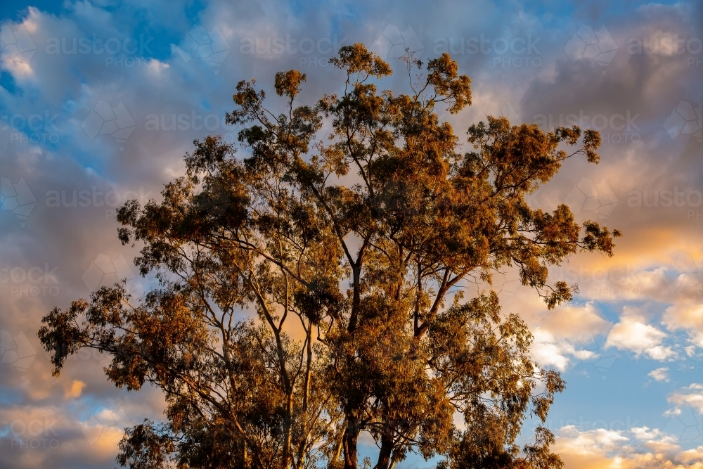 large gum tree and clouds in a blue sky in pretty afternoon golden light - Australian Stock Image