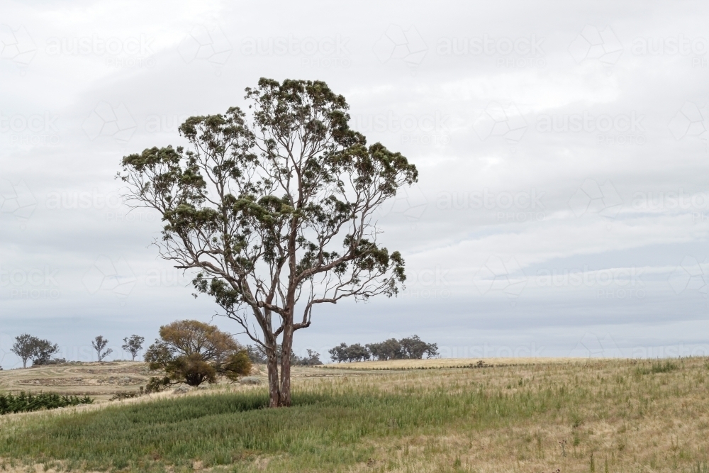 Large  gum tree standing alone in a grassy paddock - Australian Stock Image