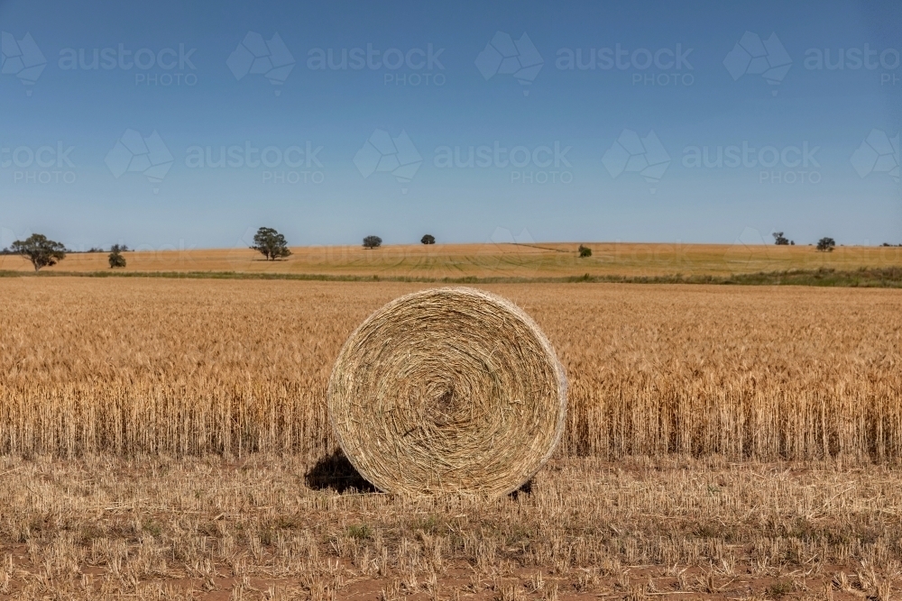 Large hay bale in front of field of wheat with blue sky & trees in distance - Australian Stock Image