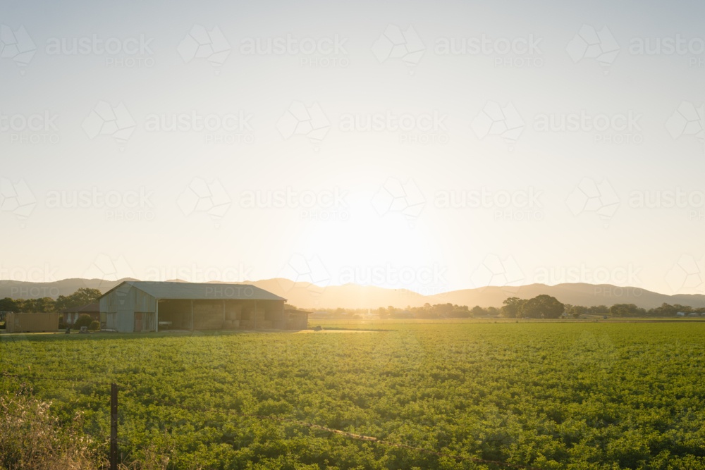Large hay shed beside lush green pasture with vibrant setting sun - Australian Stock Image