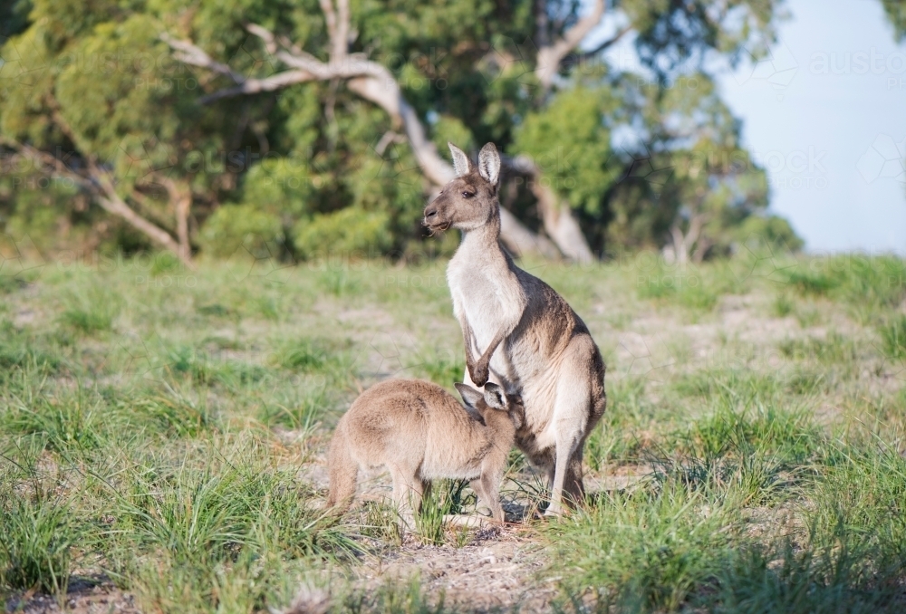 Large joey trying to get into kangaroo's pouch - Australian Stock Image