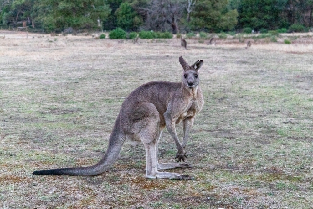 Large kangaroo in field - Australian Stock Image