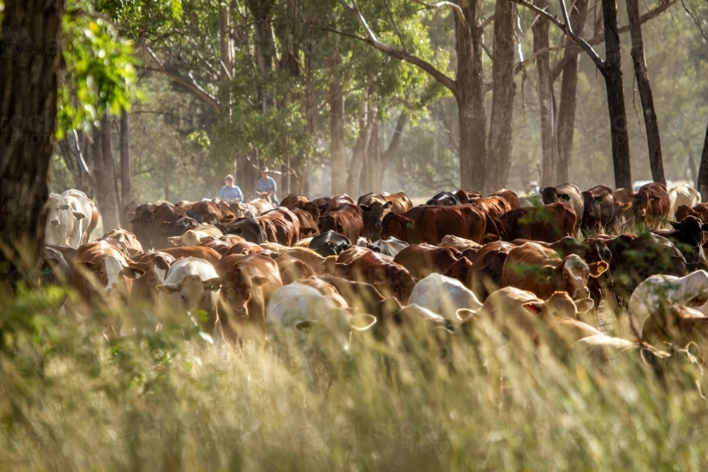 Large mob of beef cattle being mustering through tall grass and gum trees. - Australian Stock Image