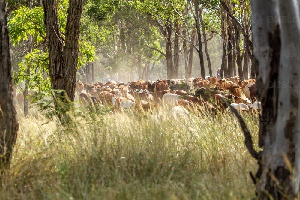 Large mob of beef cattle being mustering through tall grass and gum trees. - Australian Stock Image