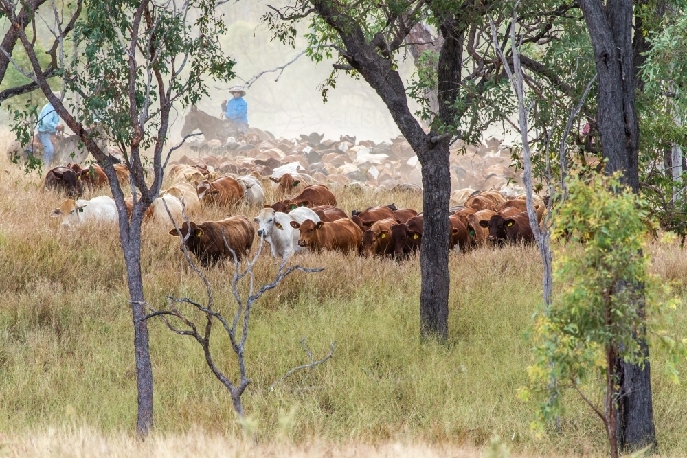 Large mob of beef cattle being mustering through tall grass and gum trees. - Australian Stock Image