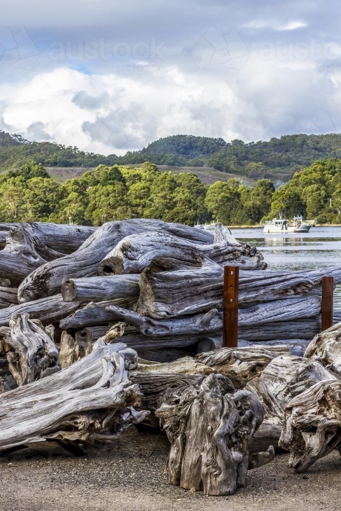 Large pile of huon pine stumps by the water - Australian Stock Image